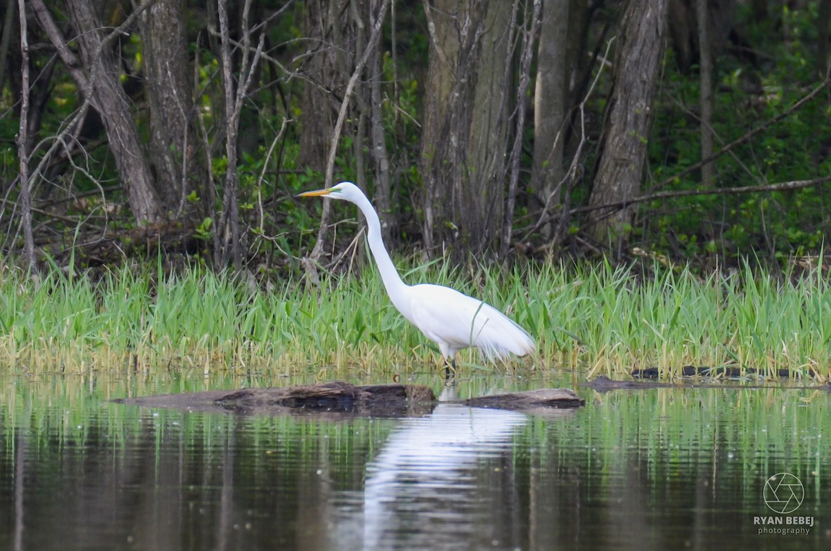 Great Egret - ML619356543