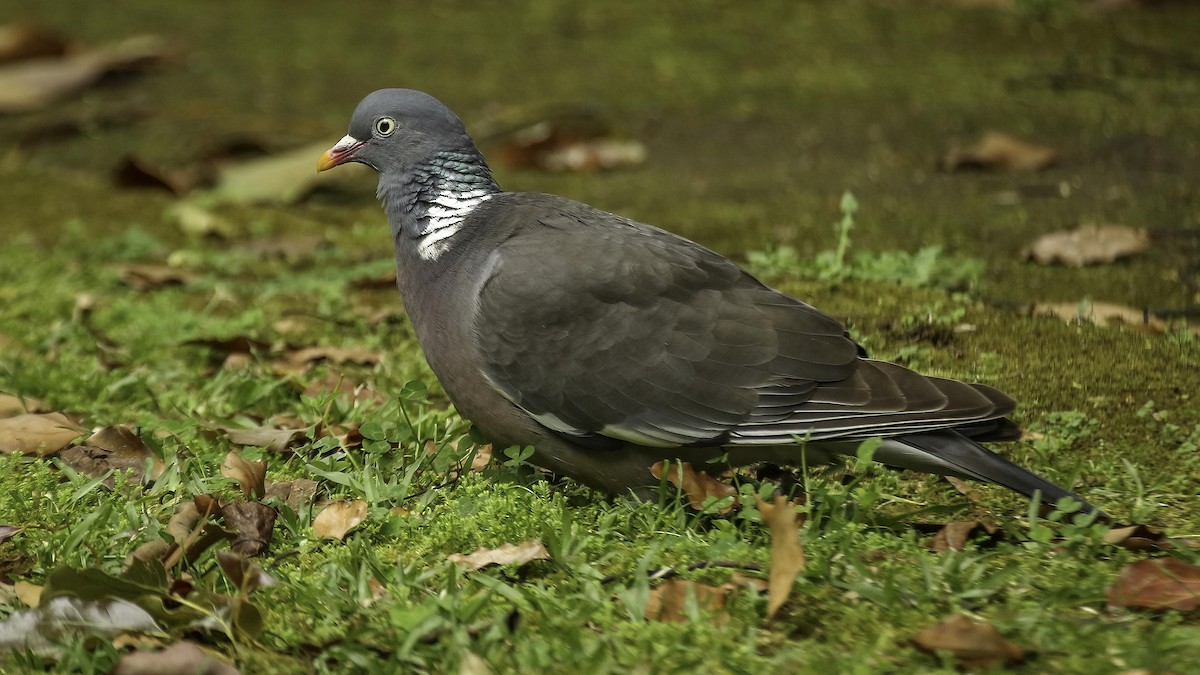 Common Wood-Pigeon - Chris Griffin
