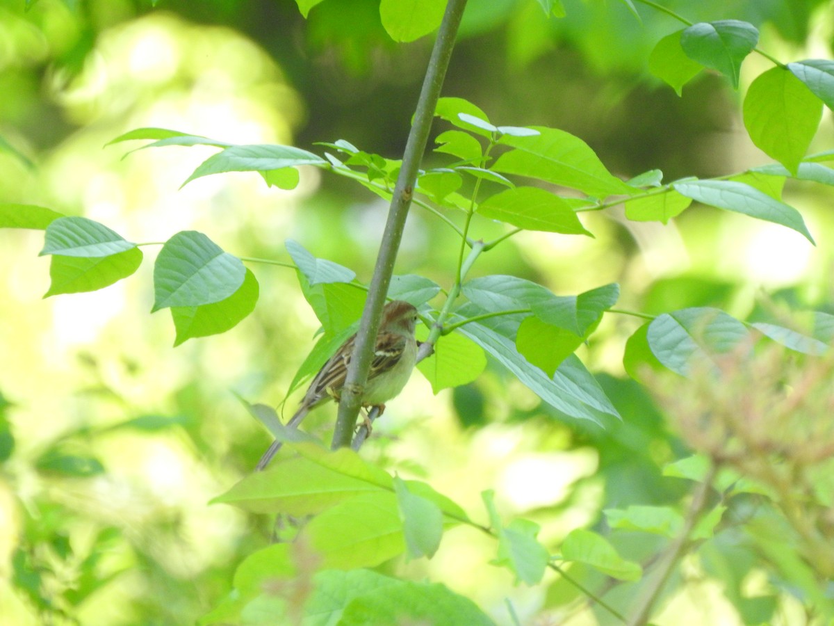 Field Sparrow - Ron Marek