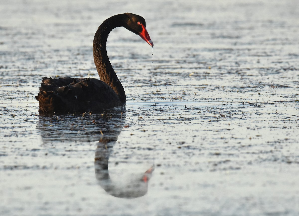 Black Swan - Mark Tarnawski
