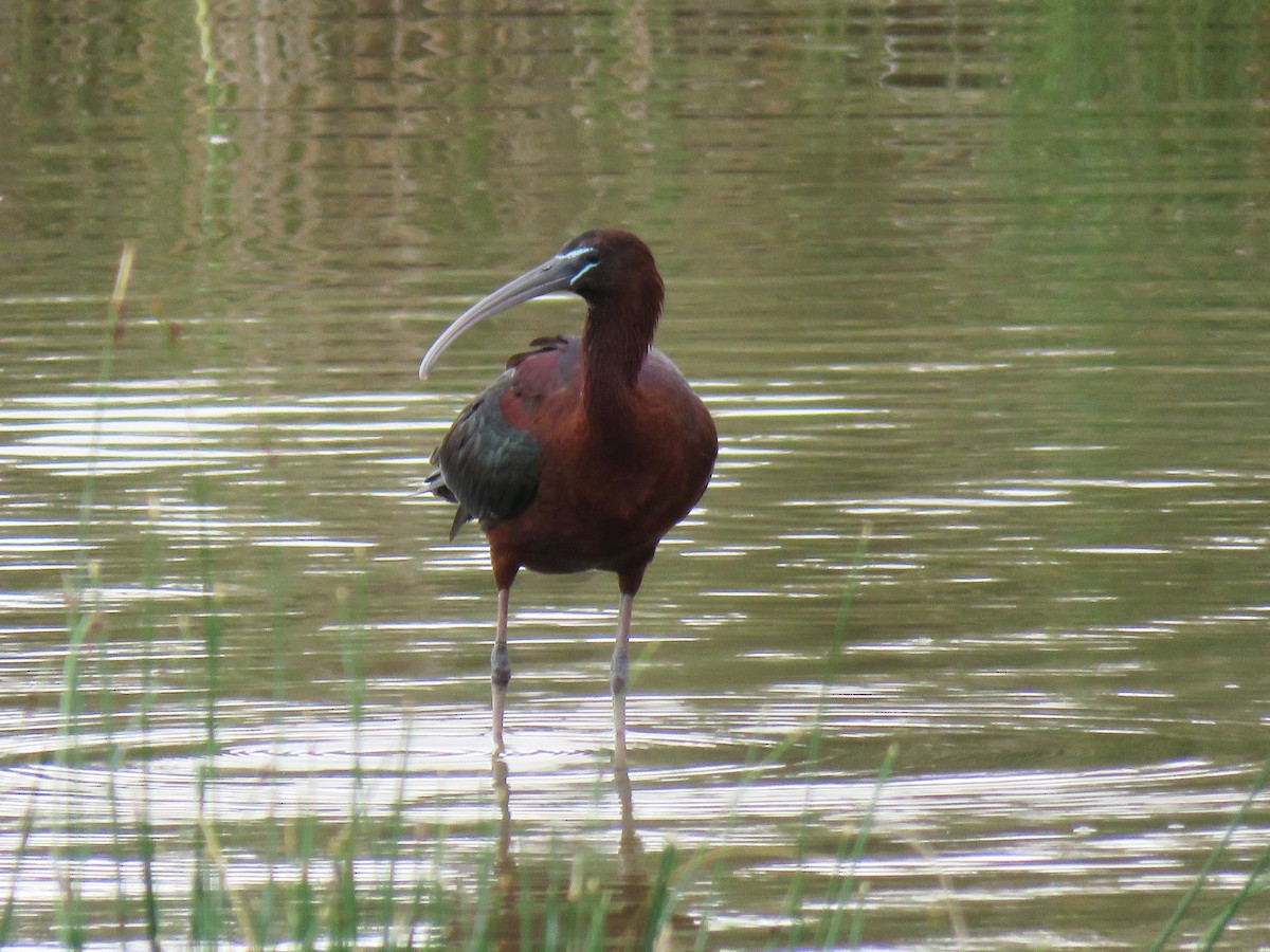 Glossy Ibis - Frederik Bexter