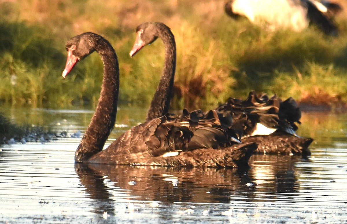 Black Swan - Mark Tarnawski