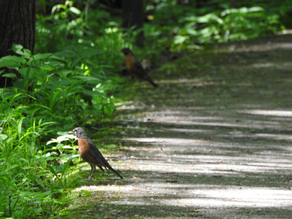 American Robin - Ron Marek