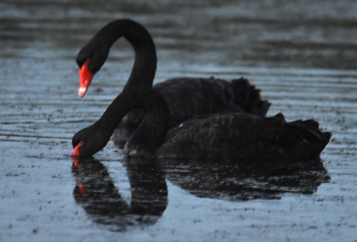 Black Swan - ML619356583