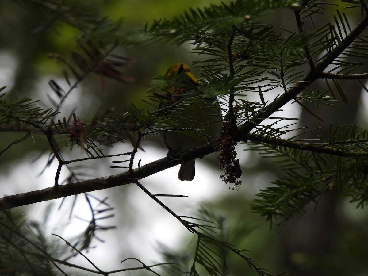 Black-throated Green Warbler - Evan Houlding