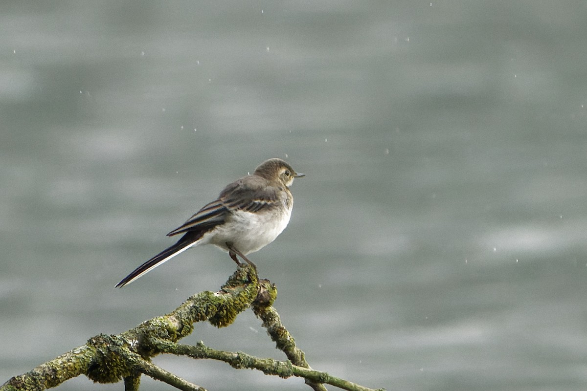 Western Yellow Wagtail - Susanne Meyer