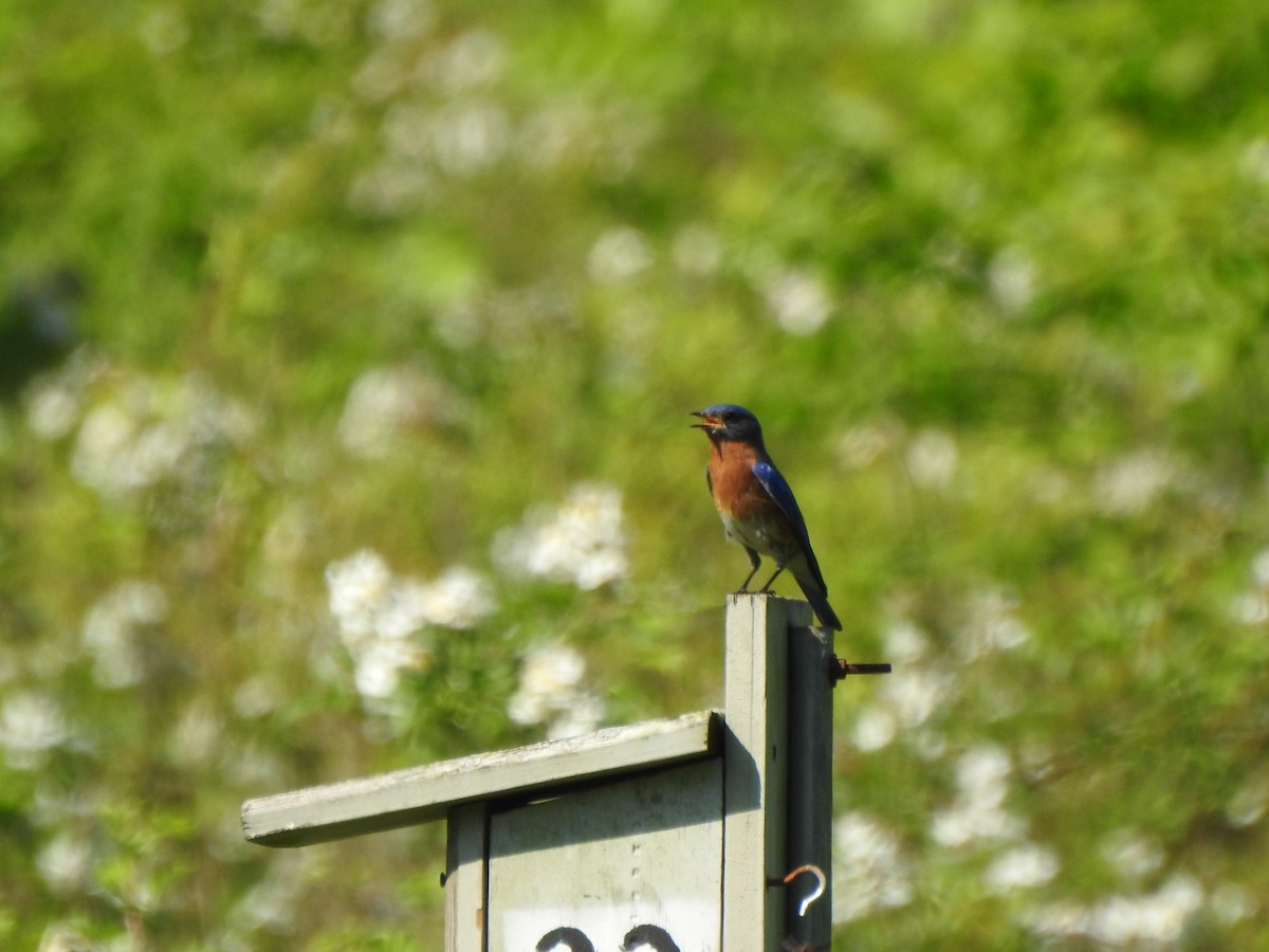 Eastern Bluebird - Ron Marek