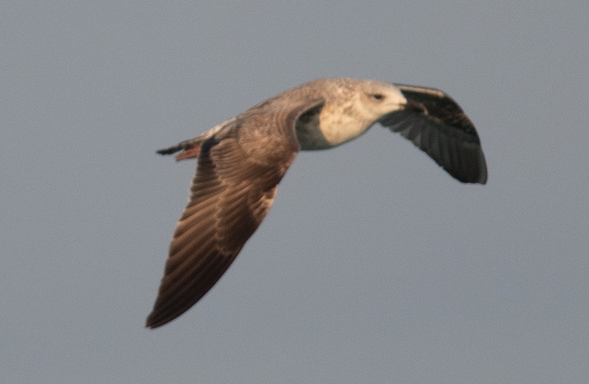 Lesser Black-backed Gull - Angie W