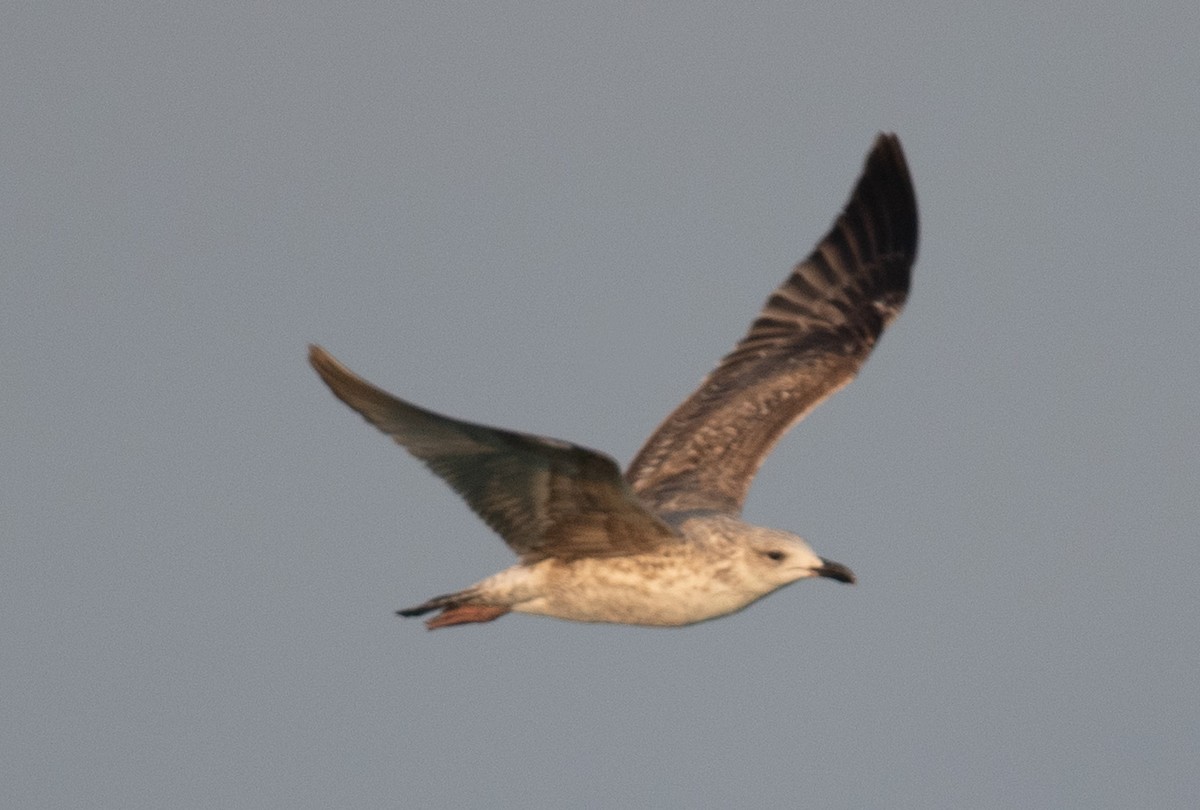 Lesser Black-backed Gull - Angie W