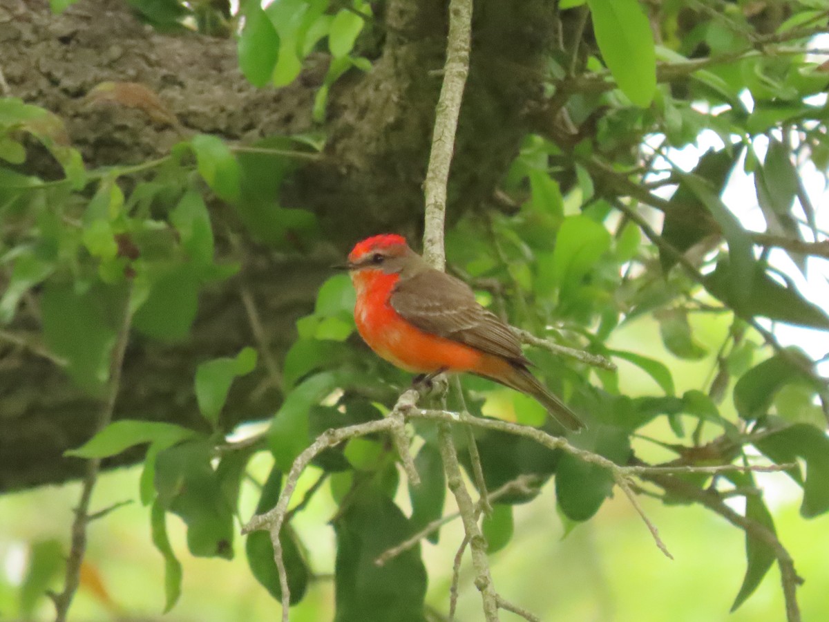 Vermilion Flycatcher - Nancy Salem