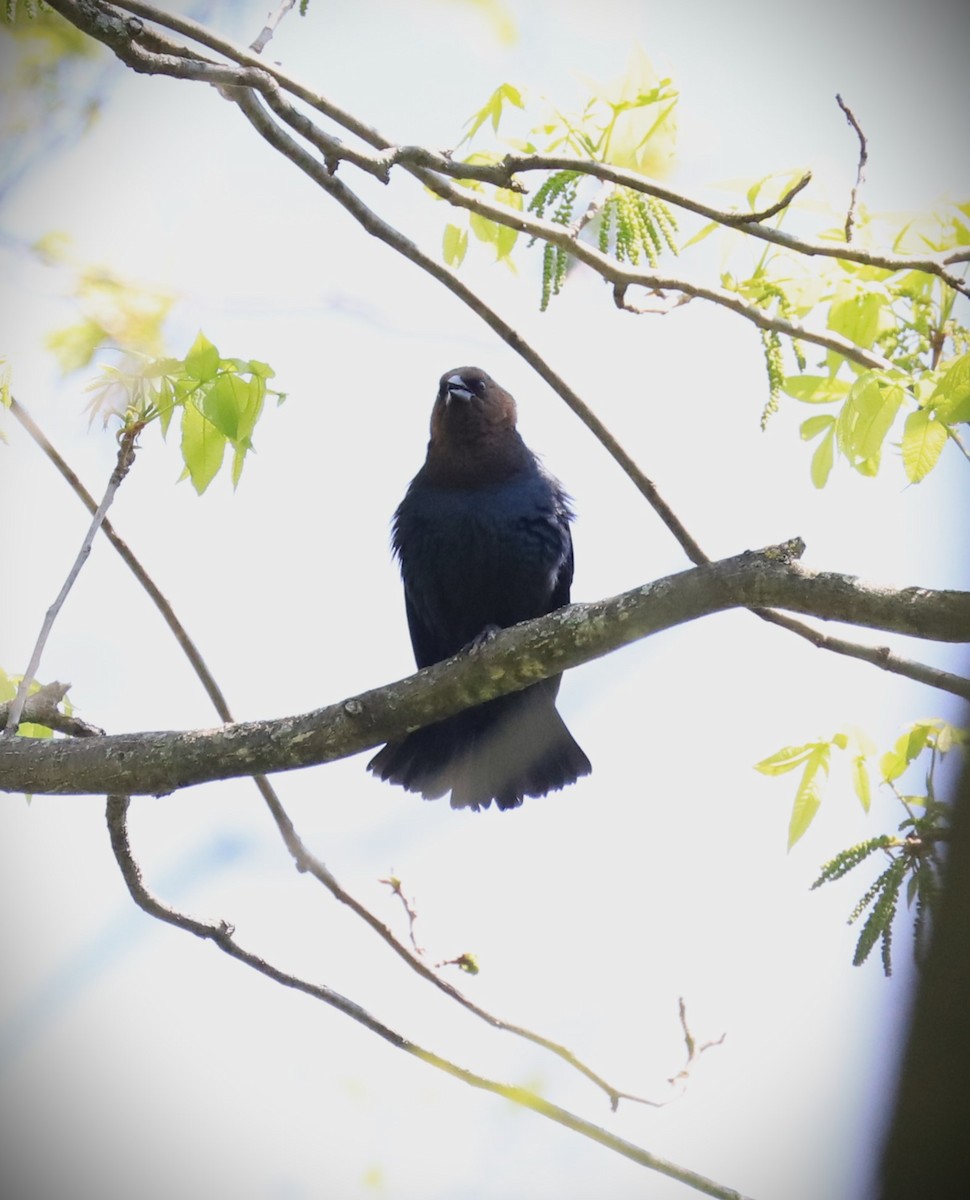 Brown-headed Cowbird - ML619356611