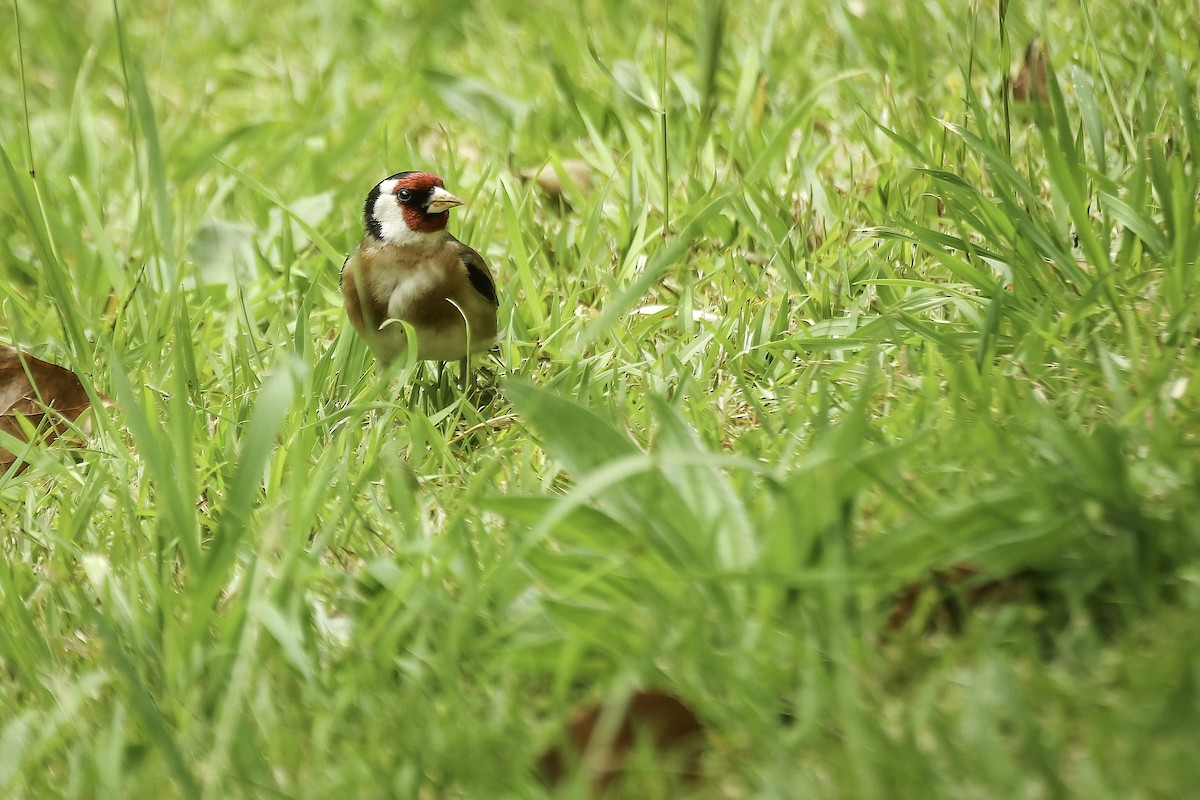 European Goldfinch - Chris Griffin