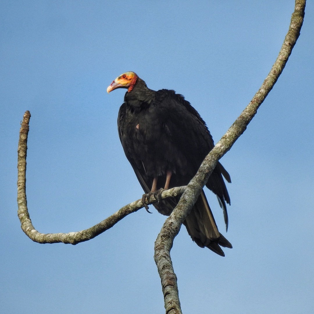 Greater Yellow-headed Vulture - Andrea  Hinek