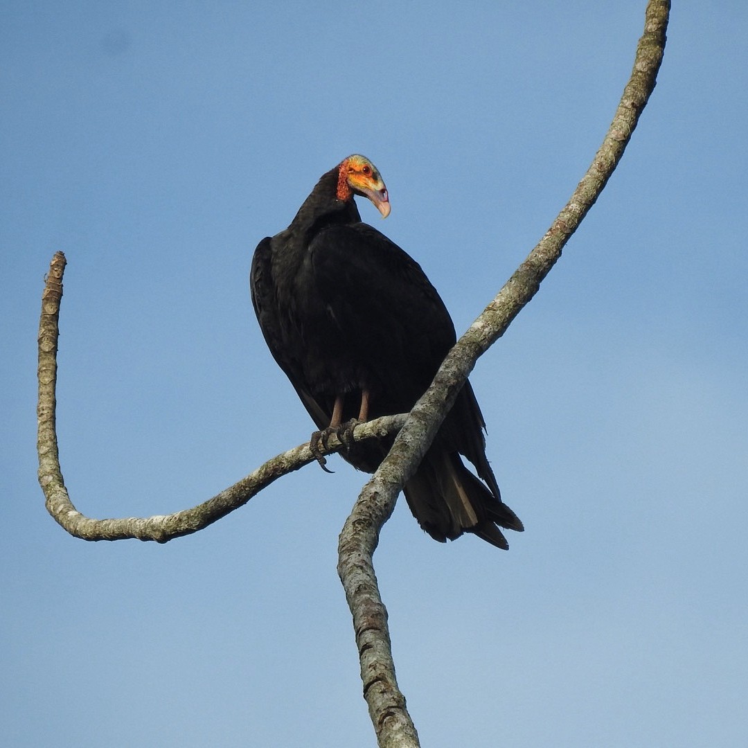 Greater Yellow-headed Vulture - Andrea  Hinek