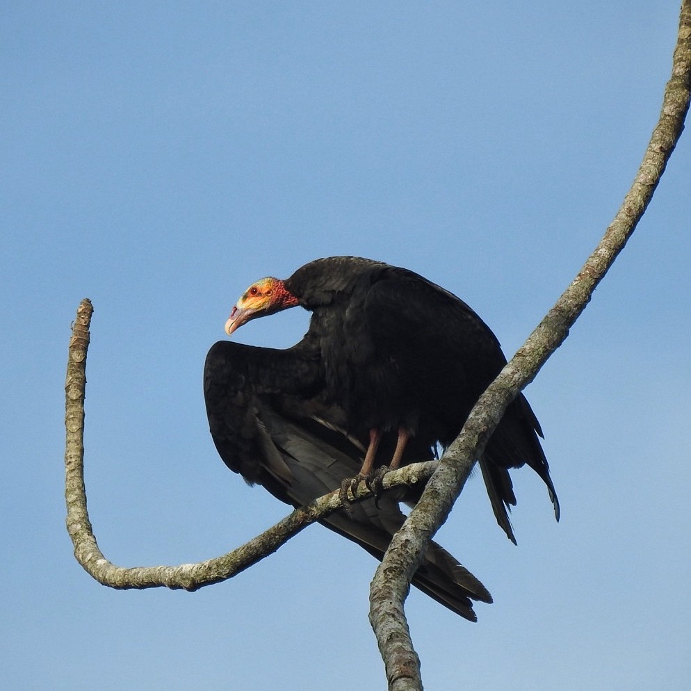 Greater Yellow-headed Vulture - Andrea  Hinek