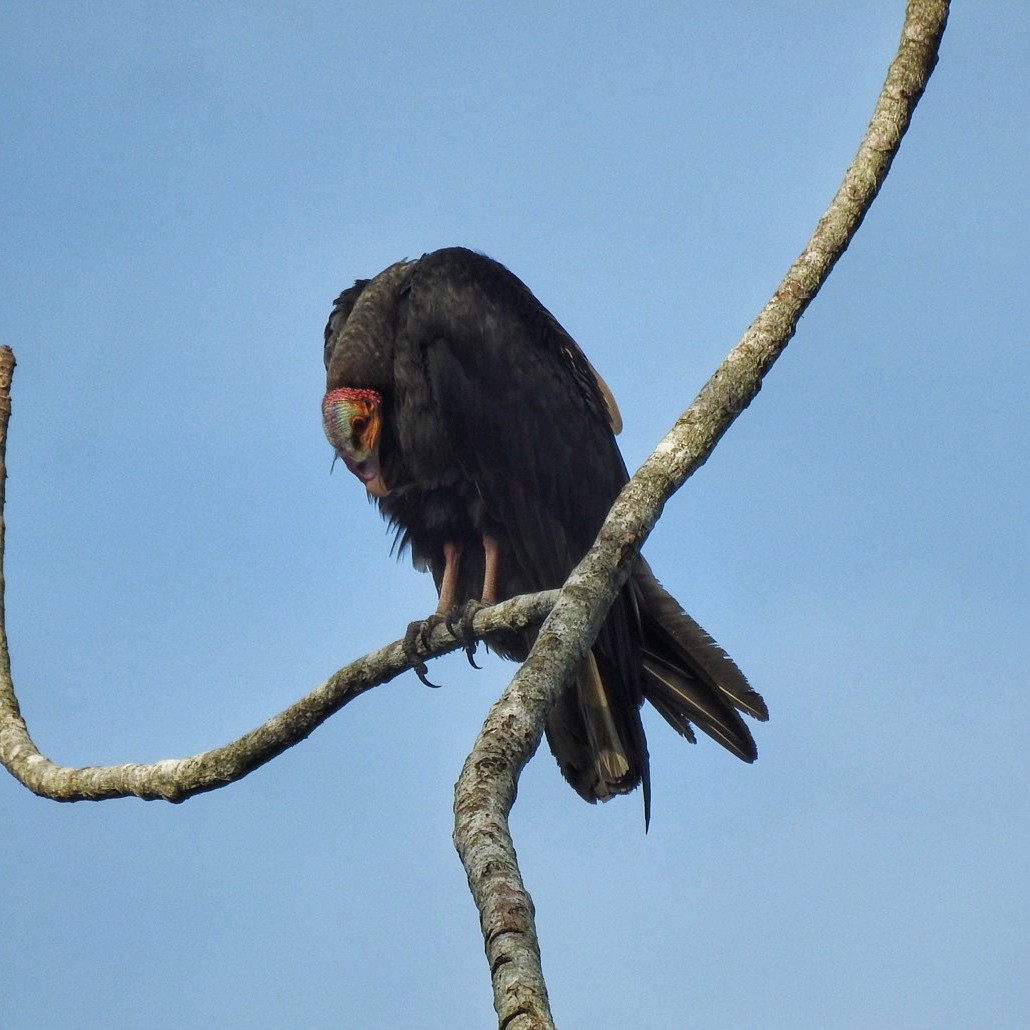 Greater Yellow-headed Vulture - Andrea  Hinek