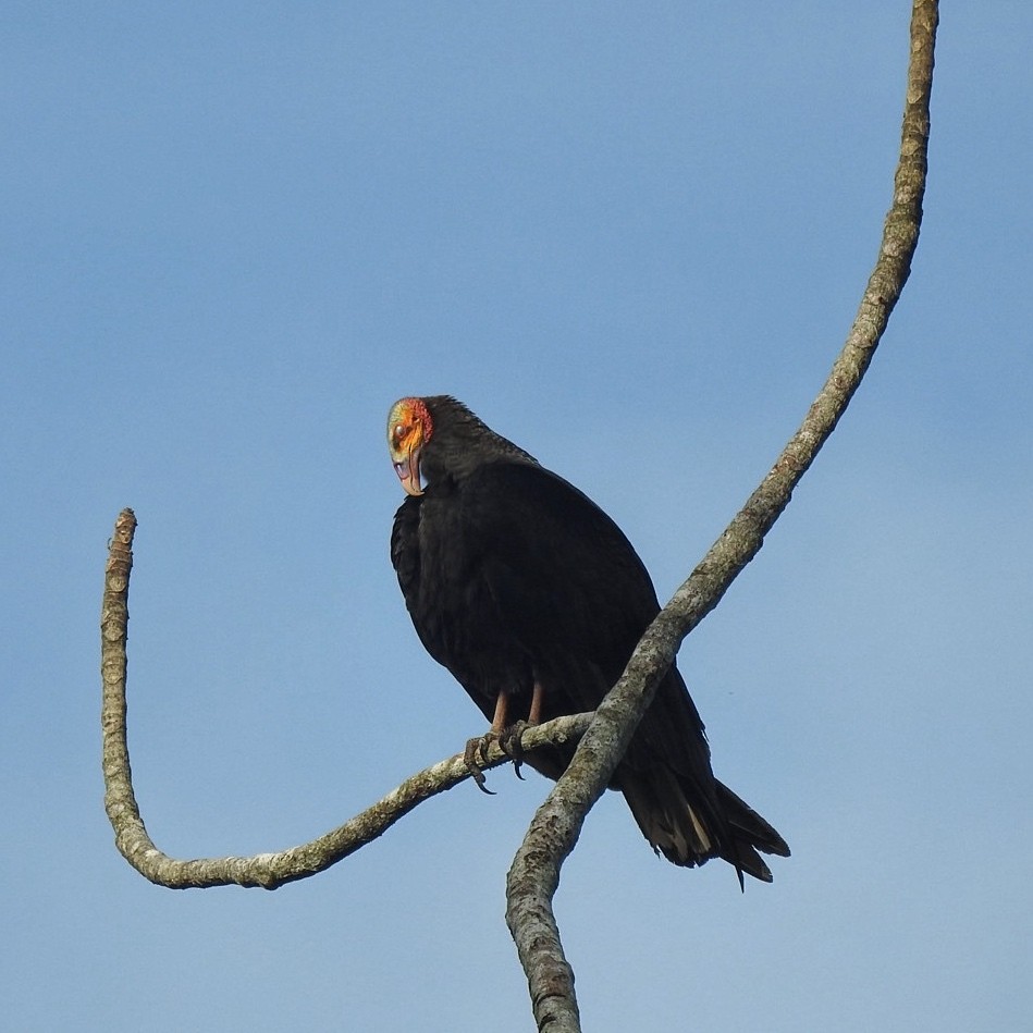 Greater Yellow-headed Vulture - Andrea  Hinek