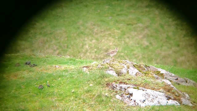 Eurasian Skylark - ML619356661