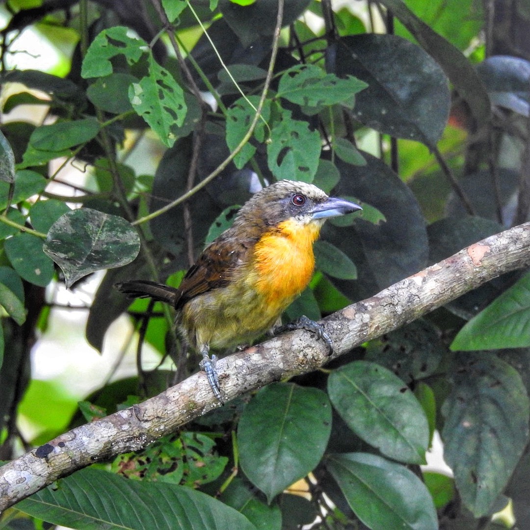 Scarlet-crowned Barbet - Andrea  Hinek