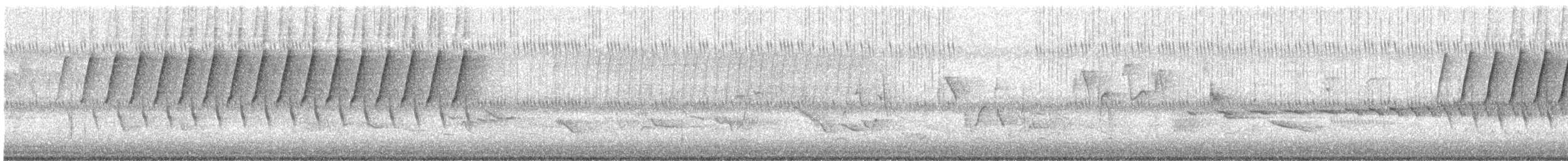 Schwirrammer - ML619356675