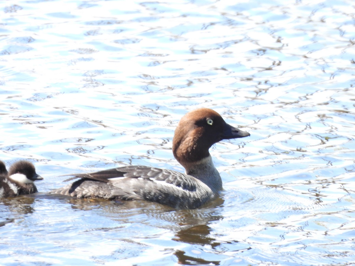 Common Goldeneye - Evan Houlding