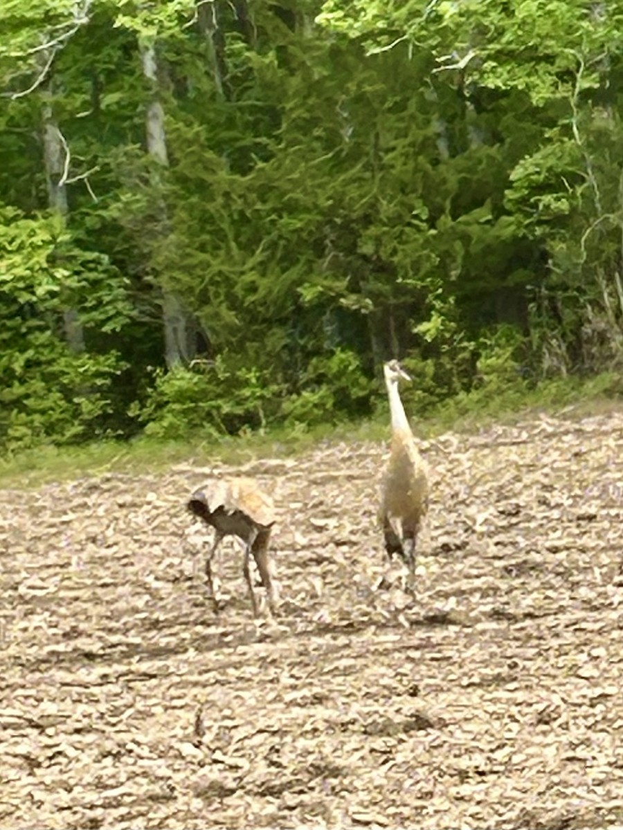 Sandhill Crane - ML619356686