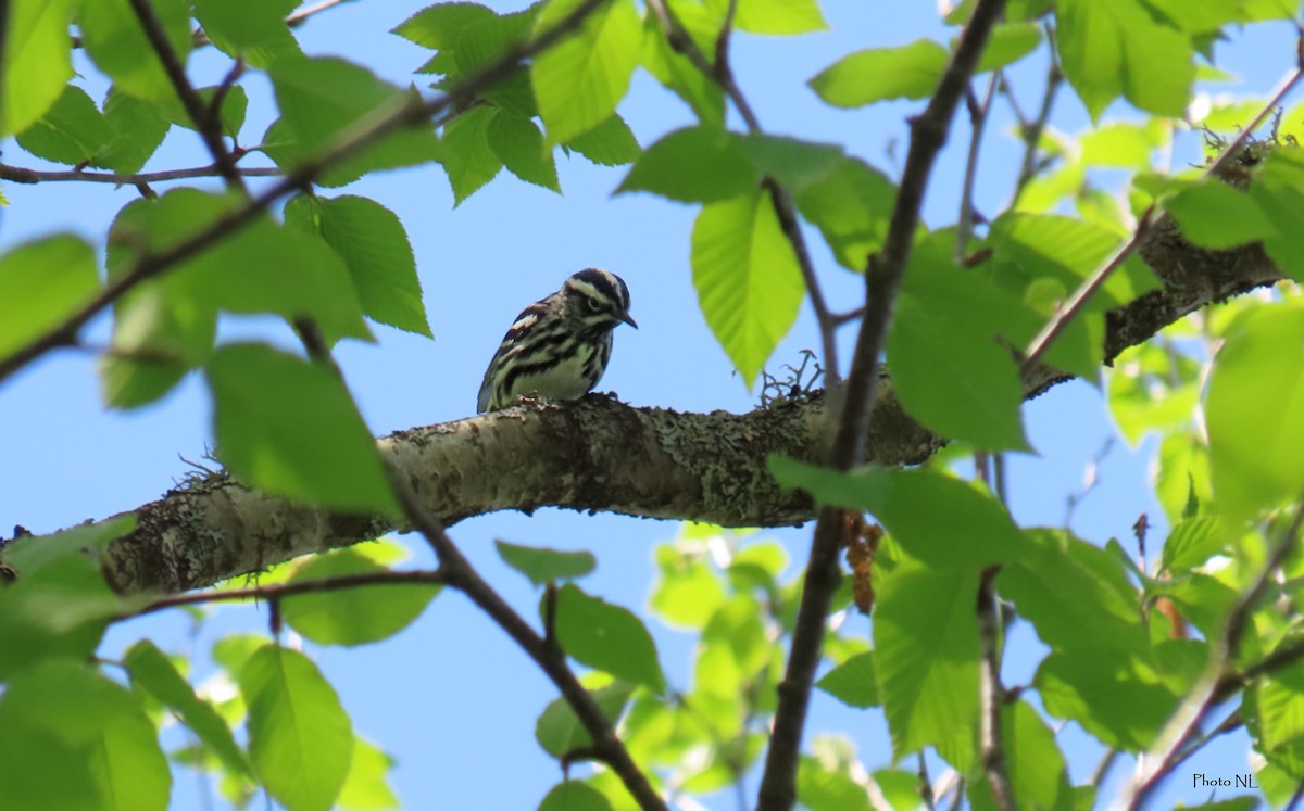 Black-and-white Warbler - Nathalie L. COHL 🕊