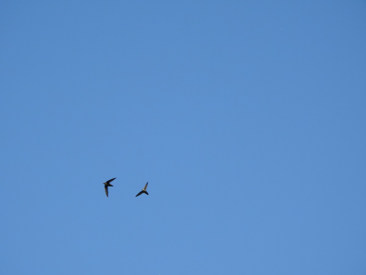 Chimney Swift - Ron Marek