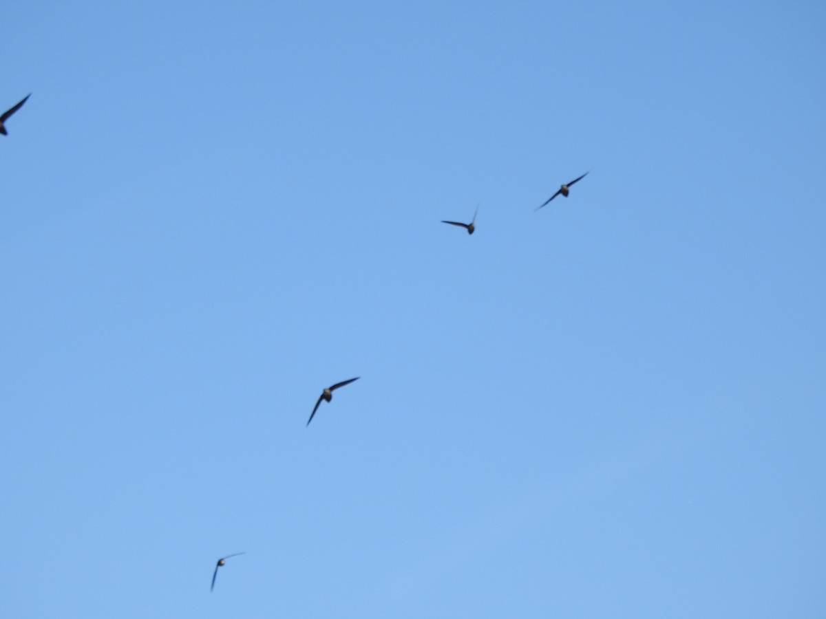 Chimney Swift - Ron Marek