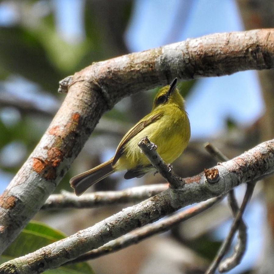 Olive-faced Flatbill - ML619356736