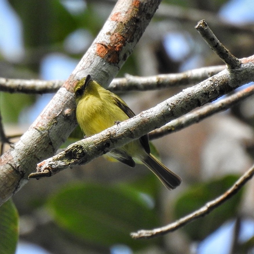 Olive-faced Flatbill - ML619356737