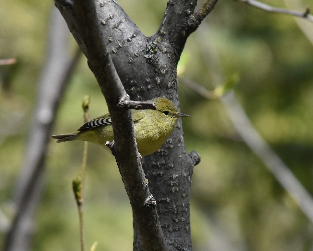 Orange-crowned Warbler - Bill Tweit