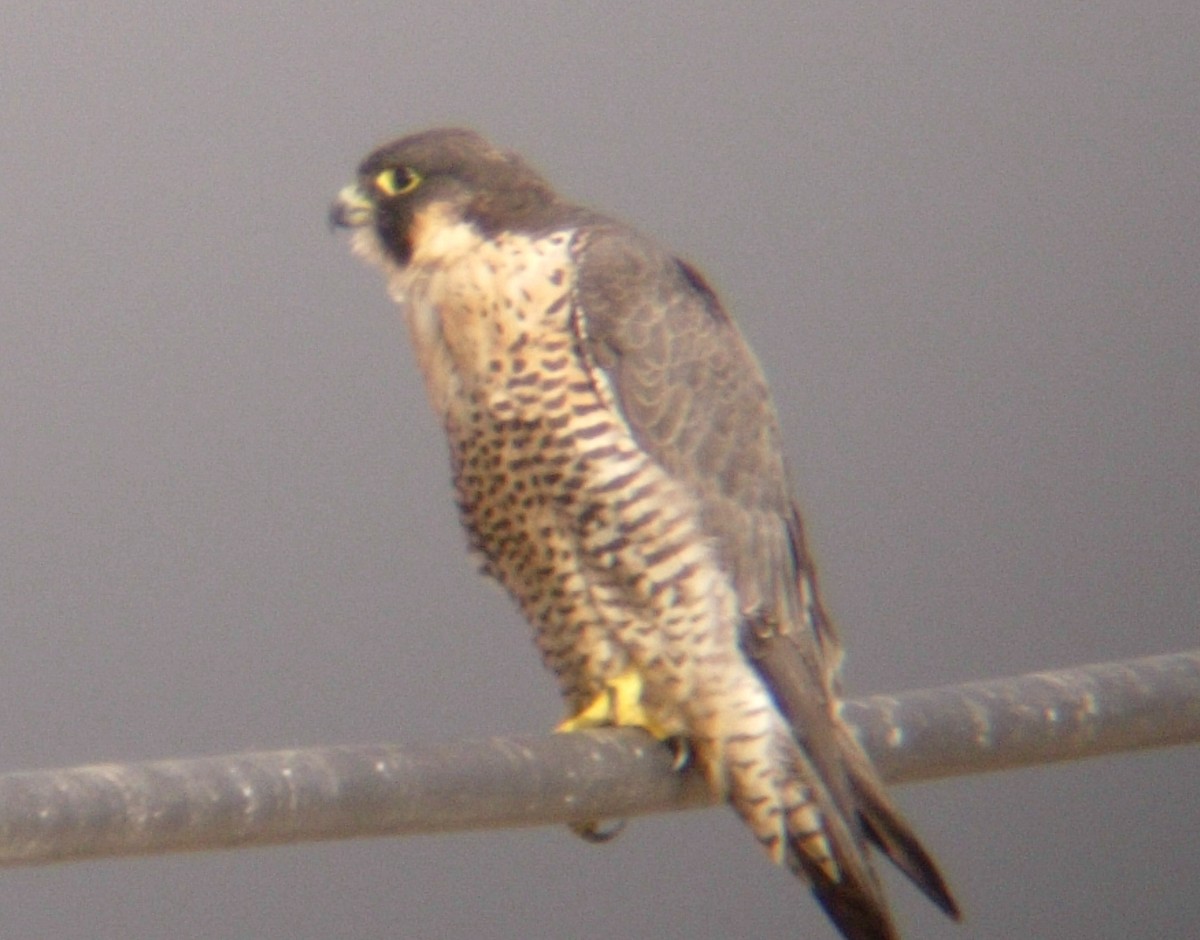 Peregrine Falcon - Bob Packard