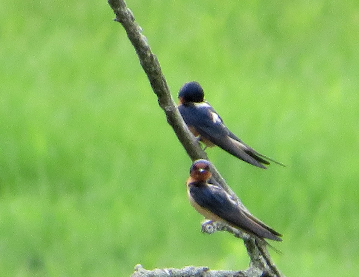 Barn Swallow - Marianne Friers