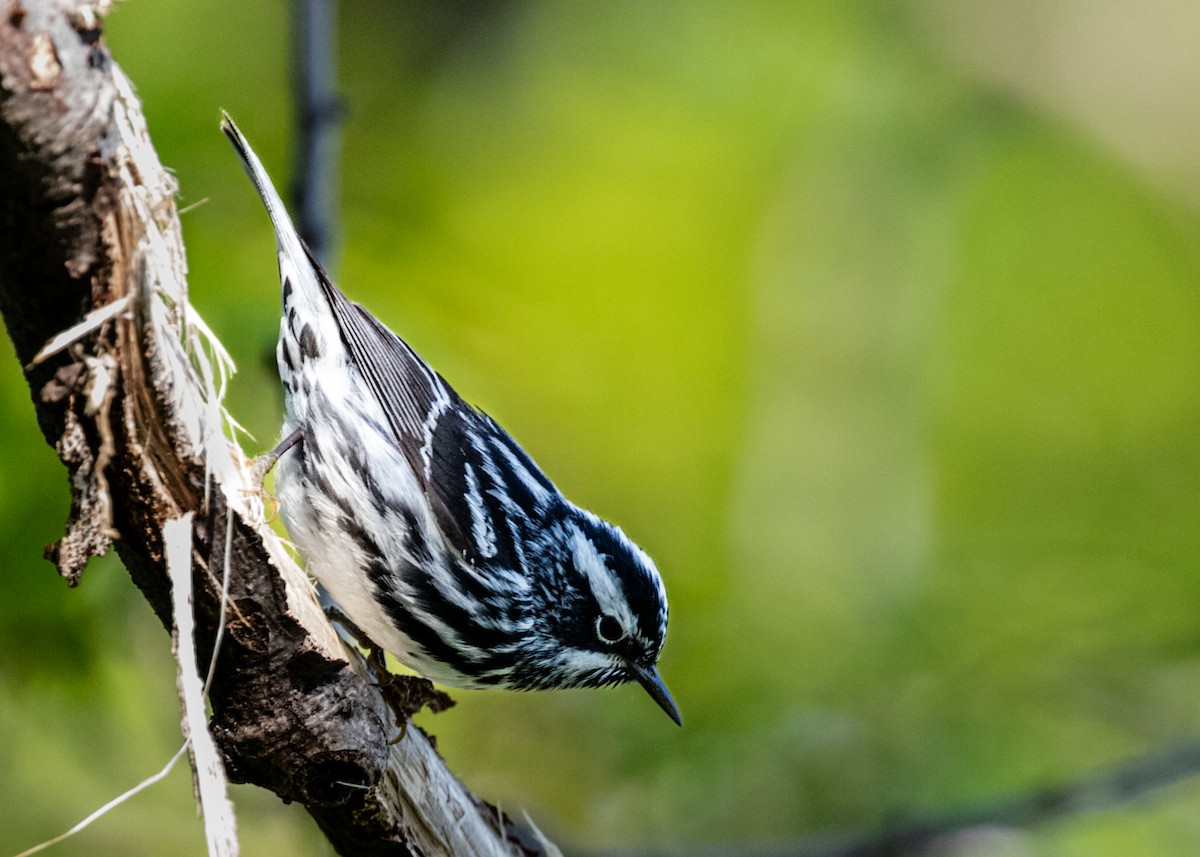 Black-and-white Warbler - William Rideout