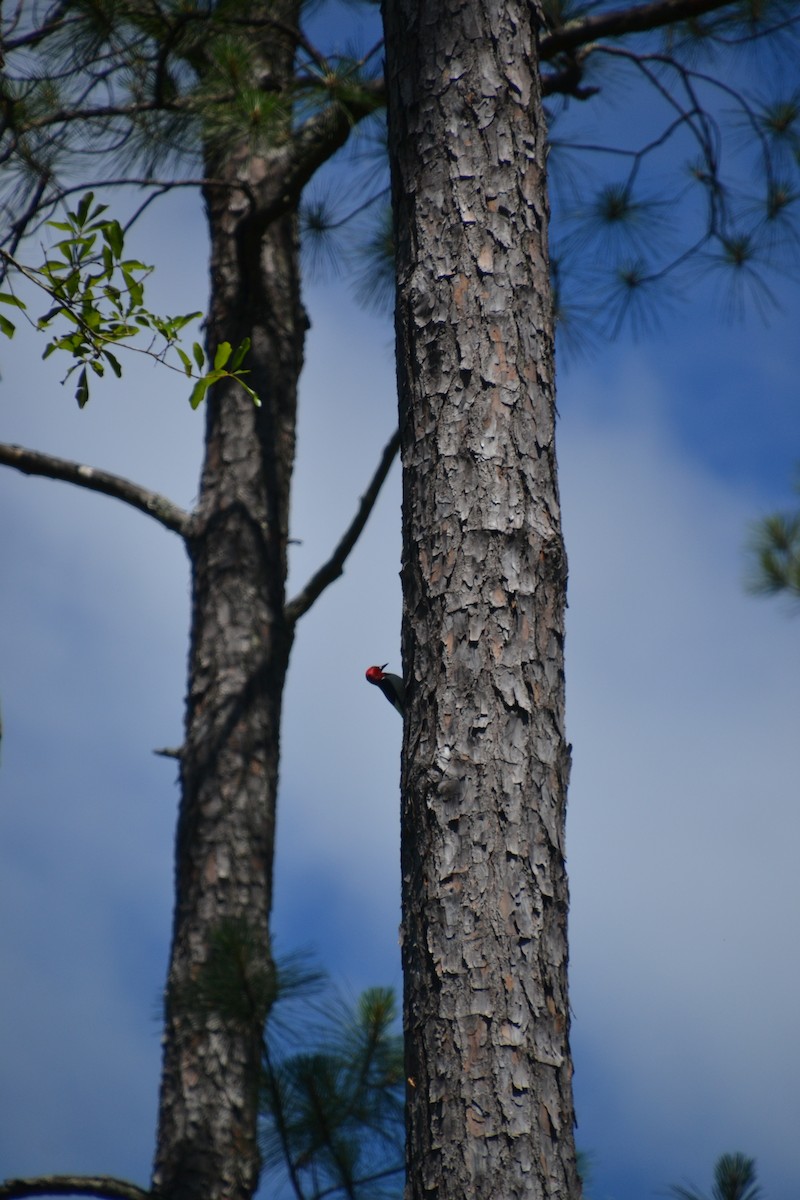 Red-headed Woodpecker - Diego Segura