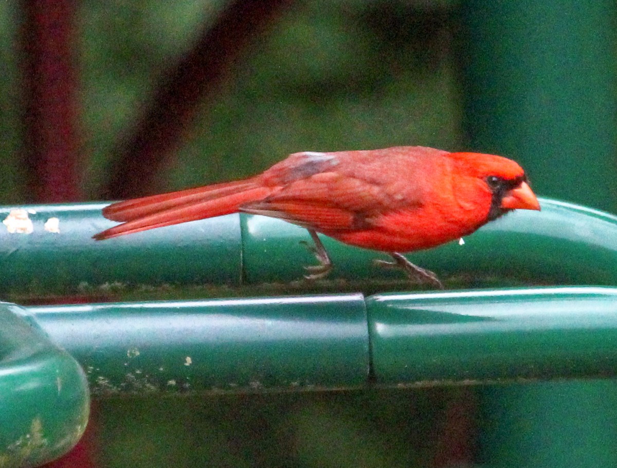 Cardinal rouge - ML619356801