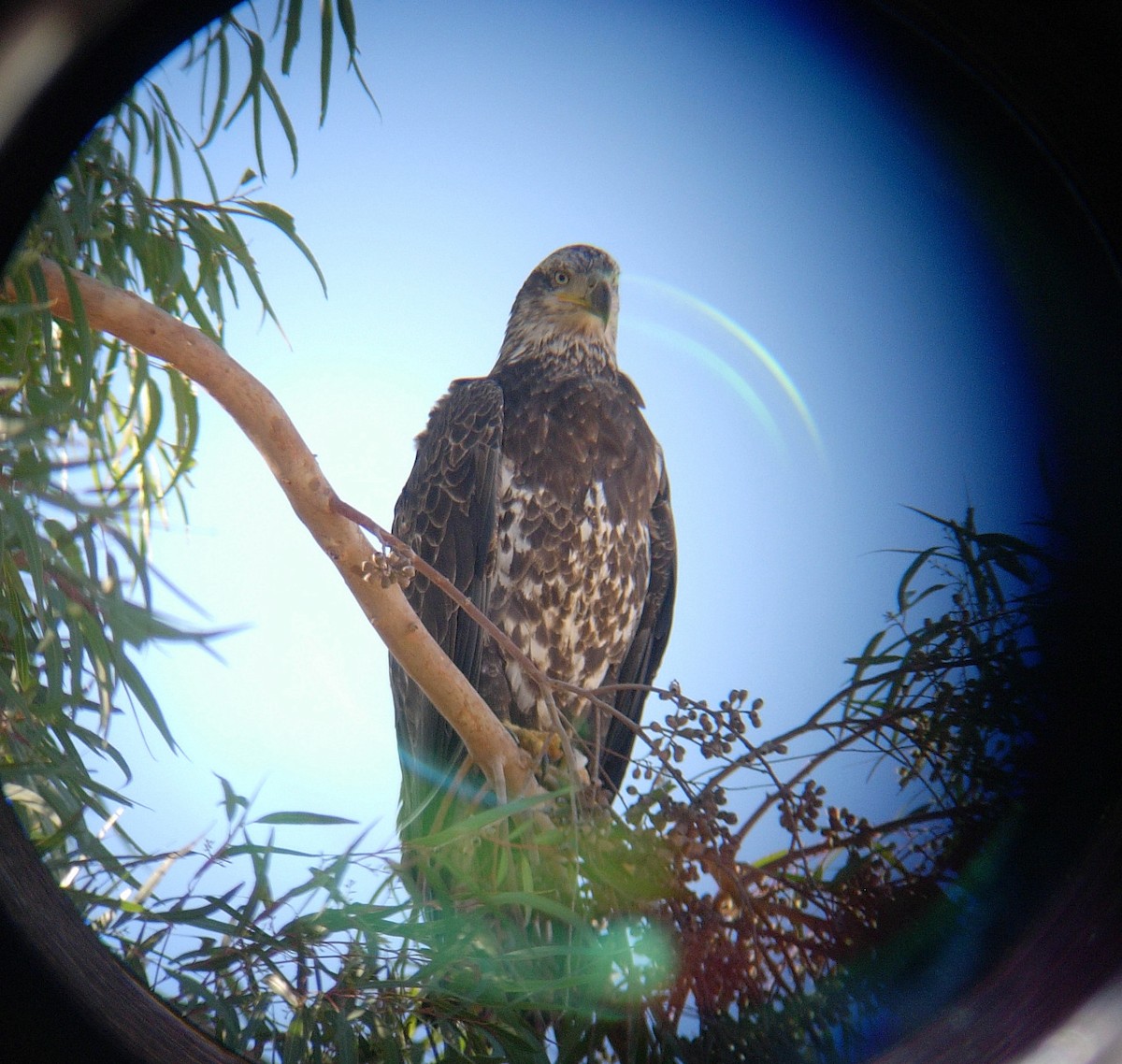 Bald Eagle - Bob Packard