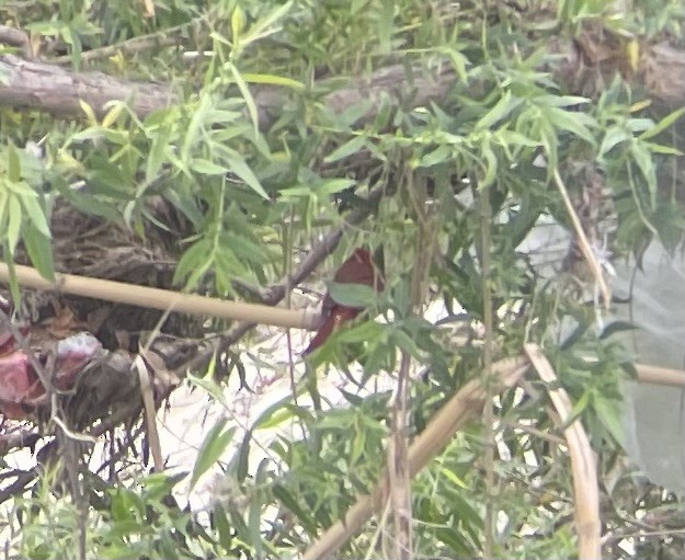 Northern Cardinal - ML619356854