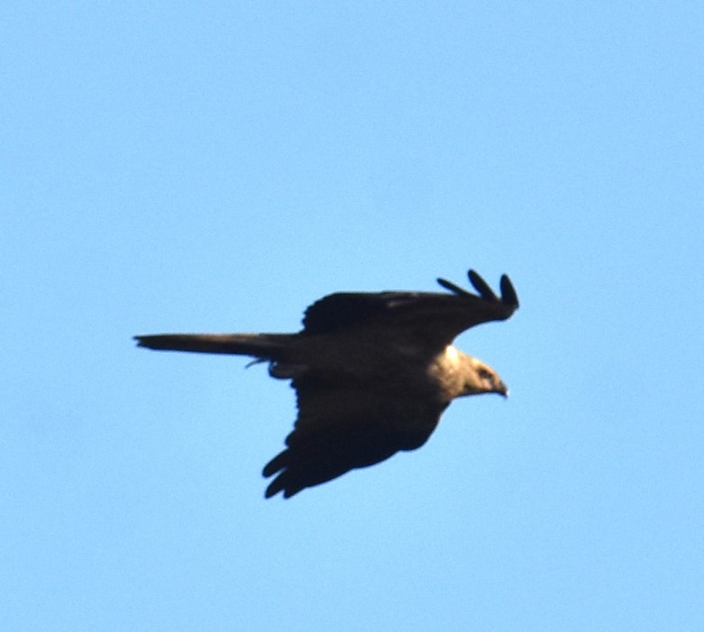 Whistling Kite - Mark Tarnawski