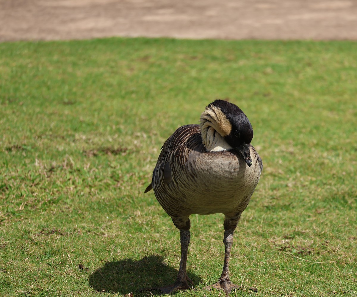 Hawaiian Goose - Judy Walker