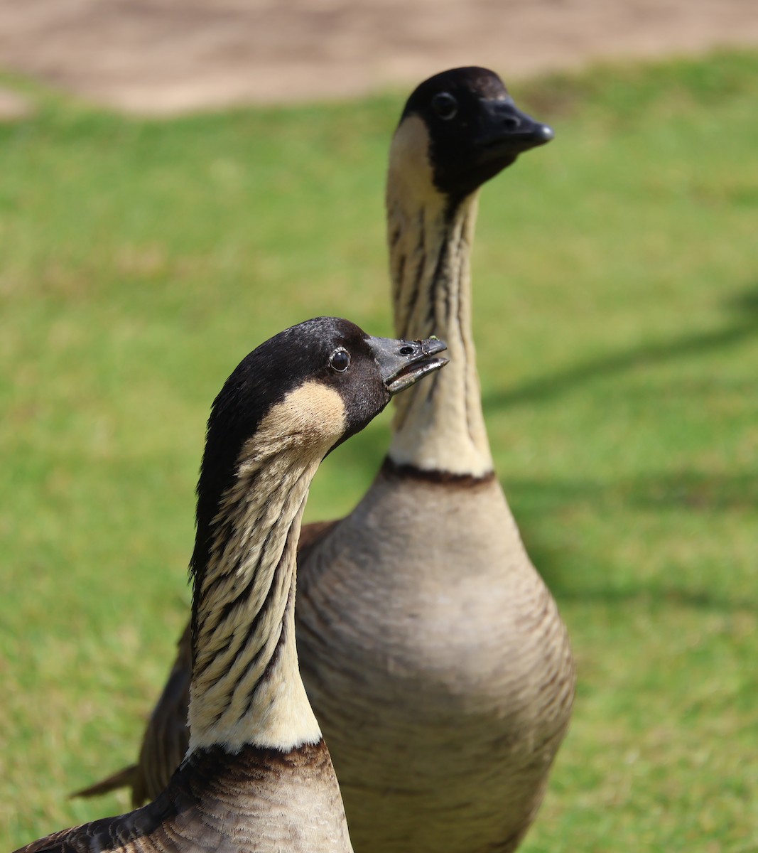 Hawaiian Goose - Judy Walker