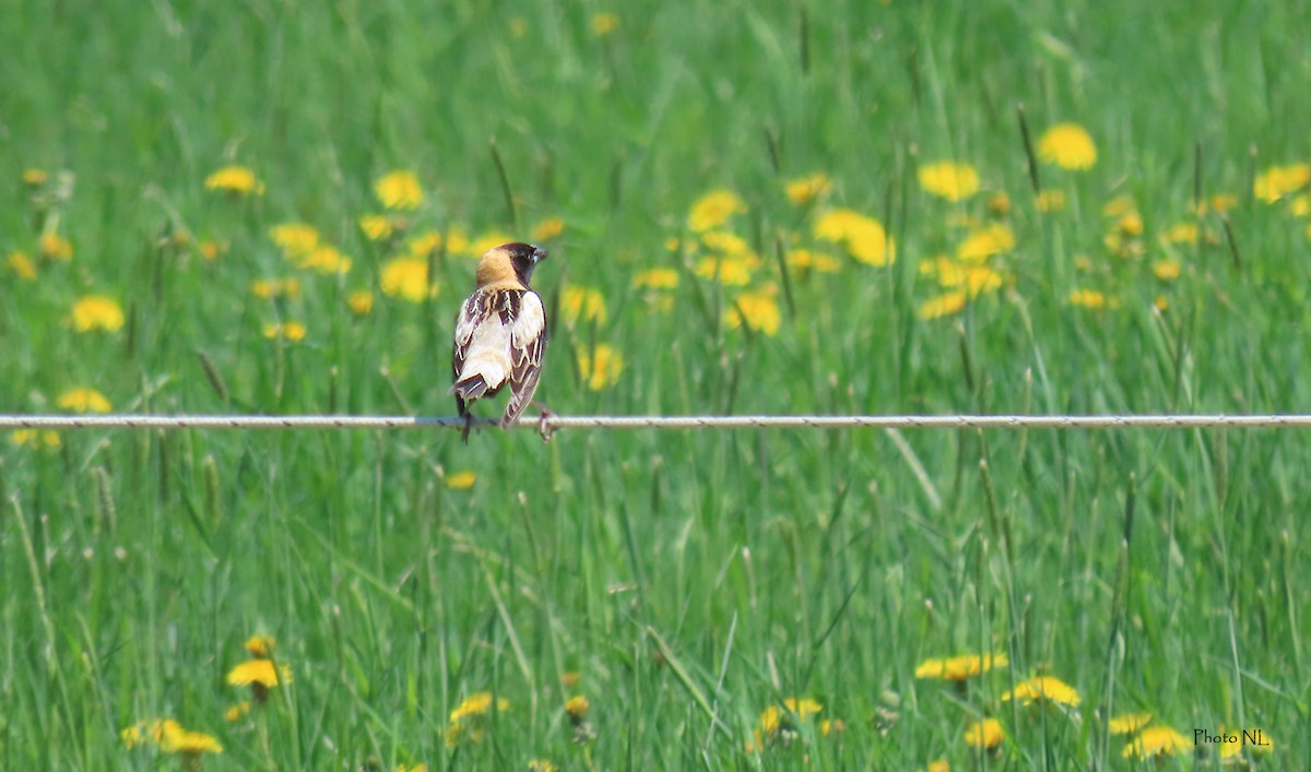 Bobolink - ML619356892