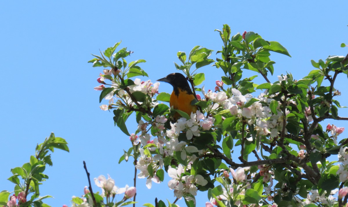 Oriole de Baltimore - ML619356911