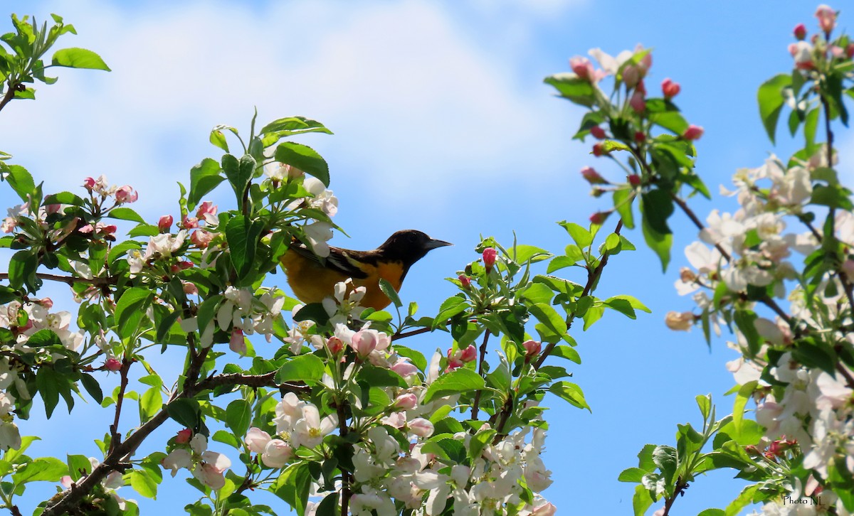 Baltimore Oriole - ML619356913