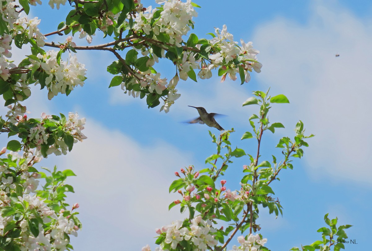 Ruby-throated Hummingbird - Nathalie L. COHL 🕊