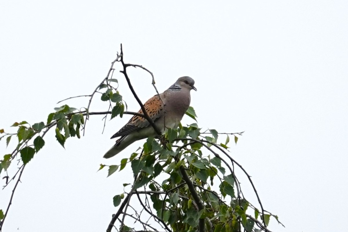 European Turtle-Dove - ML619356925