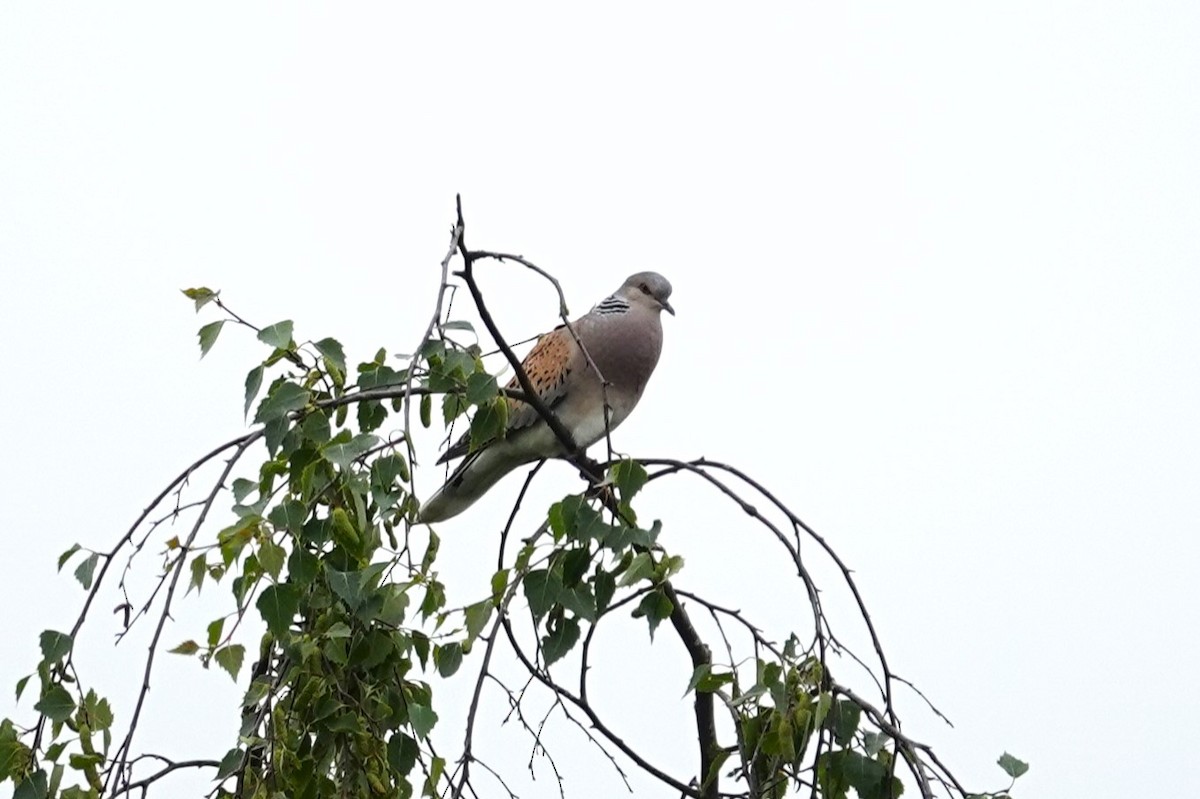 European Turtle-Dove - ML619356926