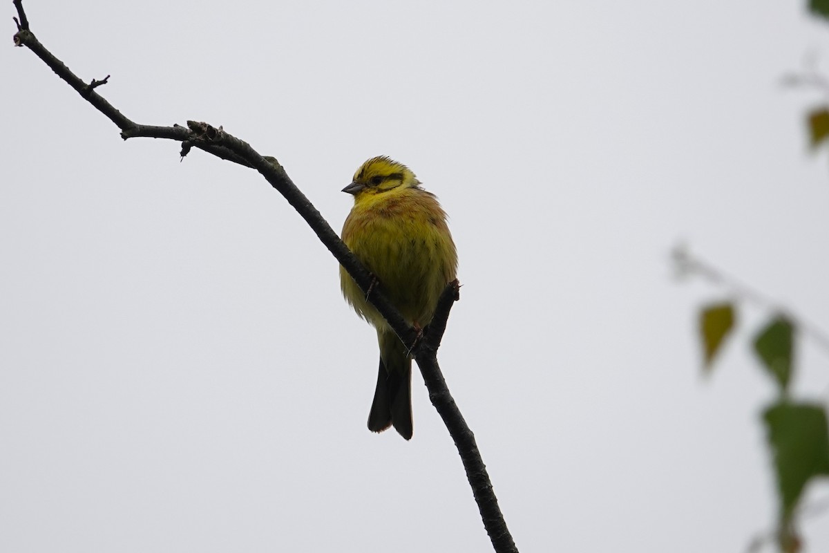 Yellowhammer - Toby Holmes