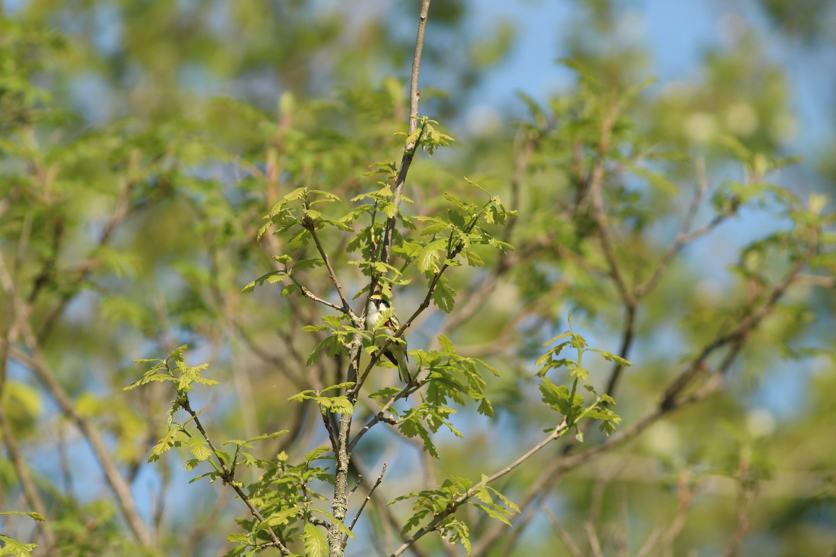 Chestnut-sided Warbler - ML619356936